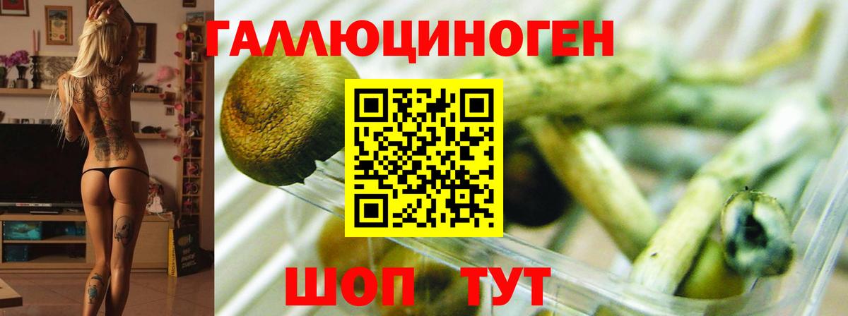 Ефремов  Галлюциногенные грибы MAGIC MUSHROOMS  Вход с VPN 